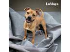 Adopt LaMaya a Tan/Yellow/Fawn Mixed Breed (Small) / Mixed Breed (Medium) /