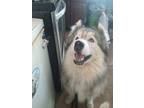 Adopt Oso a Gray/Silver/Salt & Pepper - with White Siberian Husky / Samoyed /