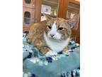 Adopt Munchkin a Orange or Red Domestic Shorthair / Mixed Breed (Medium) / Mixed