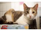 Adopt Cali (BONDED PAIR) a Domestic Shorthair / Mixed (short coat) cat in