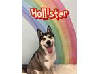 Adopt Hollister/survivor a Husky / Shepherd (Unknown Type) / Mixed dog in