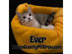 Adopt Ever a Gray, Blue or Silver Tabby American Shorthair (short coat) cat in