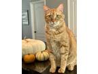 Adopt Tigger the Declawed Boy a Orange or Red Domestic Shorthair / Mixed (short