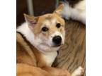 Adopt Jax a Tan/Yellow/Fawn - with White Jindo / Sheltie