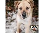 Adopt Junebug a Tan/Yellow/Fawn Border Terrier / Mixed dog in Merriam
