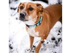 Adopt Tilly a Brown/Chocolate Australian Cattle Dog / Mixed dog in Merriam