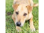 Adopt Chuck a Tan/Yellow/Fawn Labrador Retriever / Mixed Breed (Medium) / Mixed