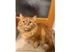 Adopt Riff Raff a Orange or Red Tabby Domestic Longhair (long coat) cat in Green