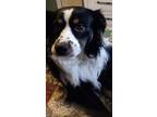 Adopt Raylan a Tricolor (Tan/Brown & Black & White) Australian Shepherd / Mixed