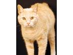 Adopt Simba a Orange or Red Tabby Domestic Shorthair (short coat) cat in