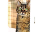 Adopt Nancy a Brown Tabby Domestic Shorthair / Mixed Breed (Medium) / Mixed