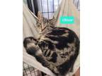 Adopt Oliver a Domestic Shorthair / Mixed (short coat) cat in Richmond