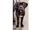 Adopt Sebastian a Brindle - with White Cane Corso / Mixed dog in Kennesaw