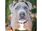 Adopt Hercules a Gray/Blue/Silver/Salt & Pepper Border Terrier / Mixed dog in