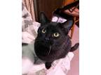 Adopt Fiona *Courtesy Post a All Black Domestic Shorthair (short coat) cat in
