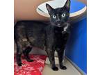 Adopt Tinsel a All Black Domestic Shorthair / Mixed Breed (Medium) / Mixed