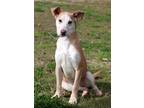 Adopt Nami a Black Collie / Mixed Breed (Medium) / Mixed (short coat) dog in
