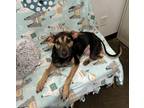Adopt Three Paws a Black - with Tan, Yellow or Fawn German Shepherd Dog dog in