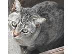 Adopt 4837 Lexi a Brown Tabby Domestic Shorthair (short coat) cat in Hartwell
