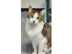 Adopt Bruno a Brown Tabby Domestic Shorthair (short coat) cat in mishawaka