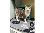 Adopt Bella (calico) a White (Mostly) Domestic Shorthair (short coat) cat in