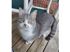 Adopt Harvey a Gray, Blue or Silver Tabby Domestic Shorthair / Mixed (short