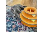 Adopt Marco a Gray or Blue Domestic Shorthair / Mixed Breed (Medium) / Mixed