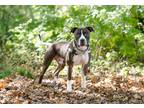Adopt Chance a Brown/Chocolate - with White American Staffordshire Terrier /