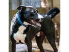 Adopt Whiskey a Black - with White Cane Corso / Belgian Malinois / Mixed dog in