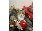 Adopt Kasha a Gray, Blue or Silver Tabby Domestic Shorthair / Mixed (long coat)