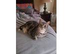 Adopt Zero a Gray or Blue (Mostly) Domestic Shorthair / Mixed cat in Bossier