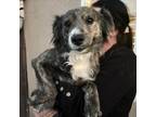 Adopt Carolina a Gray/Silver/Salt & Pepper - with Black Australian Shepherd /