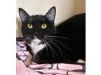 Adopt Rue a All Black Domestic Mediumhair / Mixed Breed (Medium) / Mixed (short