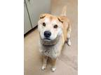 Adopt benny a Red/Golden/Orange/Chestnut Shar Pei / Shiba Inu / Mixed dog in