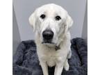 Adopt Kara a White Great Pyrenees / Mixed Breed (Medium) / Mixed (short coat)