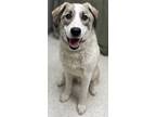Adopt Isaac a Tan/Yellow/Fawn Anatolian Shepherd / Great Pyrenees / Mixed (short