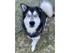 Adopt Tiffany a Black Husky / Mixed Breed (Medium) / Mixed (short coat) dog in