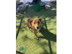 Adopt Bee Bee a Brindle Australian Cattle Dog / Mixed Breed (Medium) / Mixed
