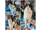 Adopt Talia a All Black Domestic Shorthair / Mixed Breed (Medium) / Mixed (short