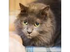 Adopt Gus a Gray or Blue Domestic Longhair / Mixed Breed (Medium) / Mixed (short