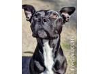 Adopt Precious a American Pit Bull Terrier / Mixed dog in New Bern