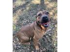 Adopt Carmen a Red/Golden/Orange/Chestnut American Staffordshire Terrier / Mixed