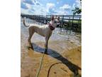 Adopt (Super) Star! a White Shiba Inu / Jindo / Mixed dog in Santa Clarita
