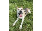 Adopt Loki a Tan/Yellow/Fawn Shepherd (Unknown Type) / Australian Cattle Dog /