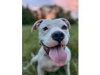 Adopt Diamond a White - with Gray or Silver American Pit Bull Terrier / Mixed