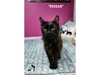 Adopt Stella a All Black Domestic Longhair (long coat) cat in Centerville