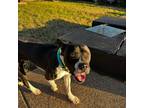 Adopt Charlie Brown a Brindle - with White Boxer / American Staffordshire