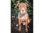 Adopt Faith a Brown/Chocolate Staffordshire Bull Terrier / Mixed dog in Merriam