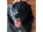 Adopt Beary Tree a Black - with White Great Pyrenees / Mixed dog in Alpharetta