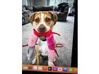Adopt Ace a Tricolor (Tan/Brown & Black & White) Boxer / Labrador Retriever /